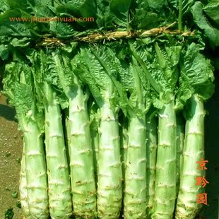  【京黔园】绿色食品优质蔬菜 莴笋 北京买菜当天送到家