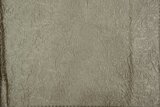 taobao english 15769512847