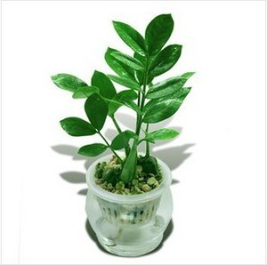 金钱树办公室盆景\/ 防辐射花卉 盆栽\/土栽室内水