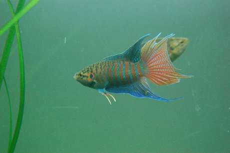 中国斗鱼 普叉 靖西壮家叉(野生成年鱼)原生观