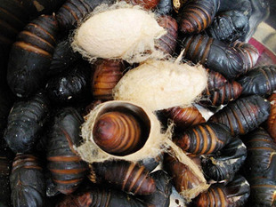 丹东特产茧蛹(带壳方便运输)大茧蚕蛹挑选250