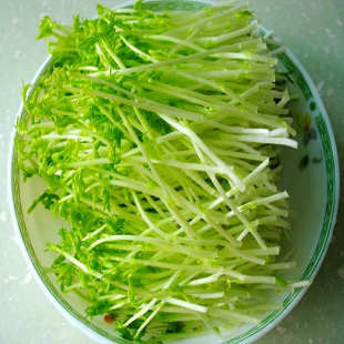  松柳苗 有机种植滋阴壮阳新鲜蔬菜 今日特价秒杀菜市场生鲜超市