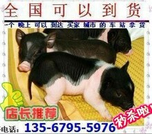 5钻信誉 纯种正宗泰国宠物猪 长不大 迷你猪 小香猪 送超值礼包