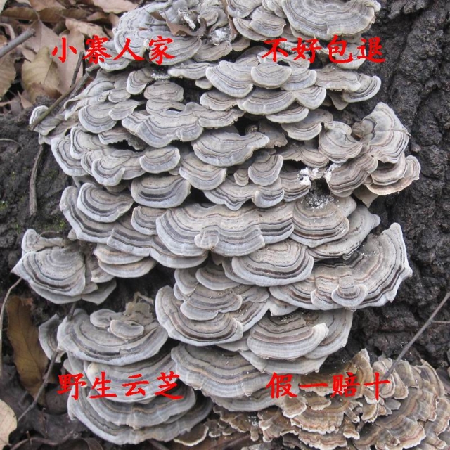 Versicolor mushroom coriolus versicolor(new goods selected Impurities 250 gramin the Traditional nourishing food , Ganoderma , Pruning Ganoderma category - from Buy2taobao.com to provide professional Taobao agent buy service