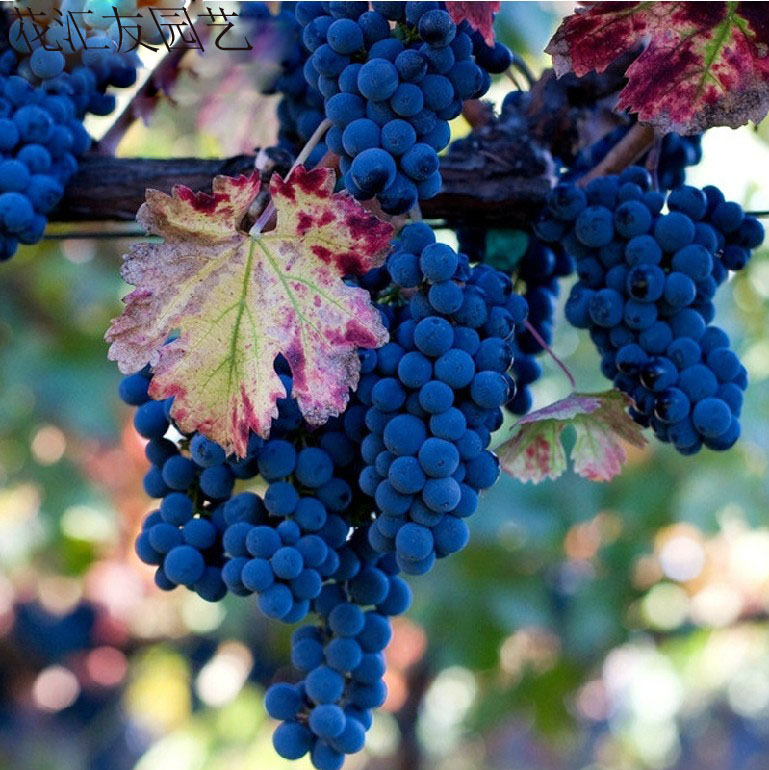 家居庭院果树苗 葡萄树苗 梅鹿辄 葡萄苗 当年结果 可盆栽 易成活|一淘网优惠购|购就省钱