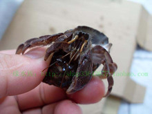 陆地&mdash;寄居蟹之小褐---深褐色3-4CM