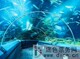 [门票优惠券折扣券]上海海洋水族馆(浦东)学生票
