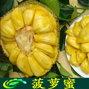  西双版纳菠萝蜜 热带新鲜水果 新鲜菠萝蜜 10斤装