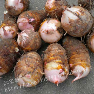  高山种植 有机芋艿头 新鲜芋头 香芋 有机蔬菜 特色农副产品食品
