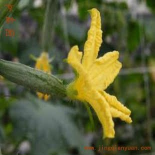  【京黔园】绿色食品 新鲜蔬菜 小黄瓜花 北京同城配送