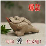 taobao english 10401866602