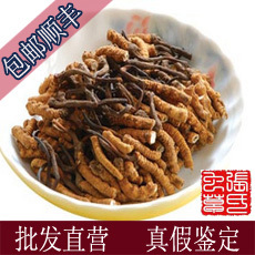  【张氏四川虫草】野生高原冬虫夏草断草，菌香味不苦才是正宗川草