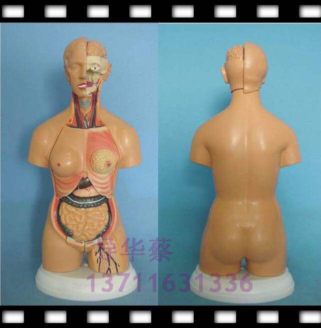 55CM��������������ɴ���Բ�� ����ģ�� �������ģ��