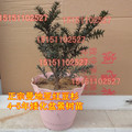 限量秒杀曼地亚红豆杉盆景树苗*带花蕾4-5年矮化盆景苗/红豆杉苗