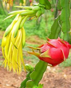 出售果树苗 火龙果苗 多肉火龙果 黄心火龙果 红