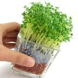 2010升级版 DIY植物种植 陶碳球 负离子植栽2代 心形草 创意盆栽