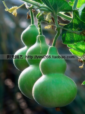 大葫芦种子旗舰店|qq农场绿葫芦种子|玫瑰小镇