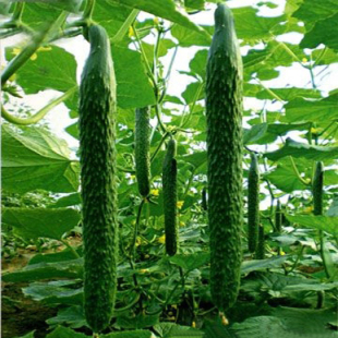  老农家自产黄瓜 黄瓜 新鲜 生菜黄瓜 新鲜小黄瓜 有机蔬菜 新鲜