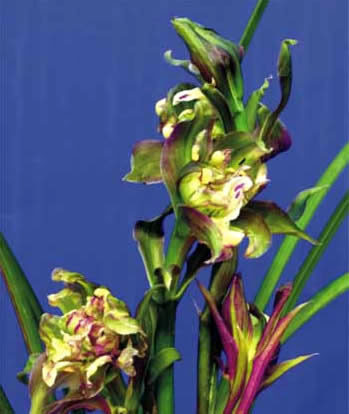 兰花---春剑篇 - 风轻云淡 - 风轻云淡