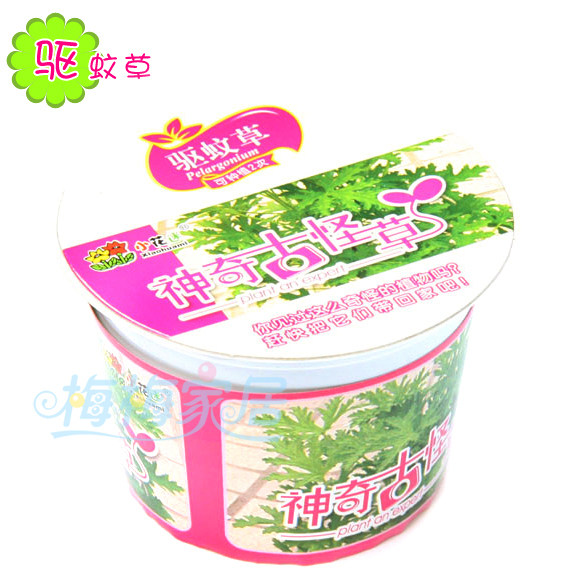 金冠 小花迷盆式精装 神奇古怪草 驱蚊草 DIY盆栽 驱蚊香草[FQ32]