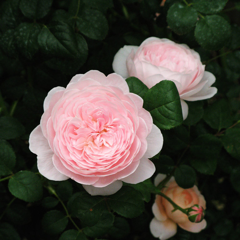 A41瑞典女王 奥斯丁玫瑰2加仑扦插1.5年苗 灌