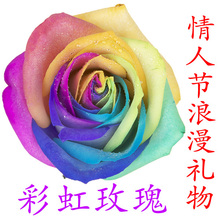 情人节创意浪漫礼物进口七彩虹玫瑰鲜花 正品不染手 7天新鲜保证