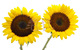 局部随意贴墙体装饰纸-向日葵组合