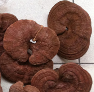  只赚信誉不赚钱上海英芝王椴木赤灵芝36元/斤 2斤包邮