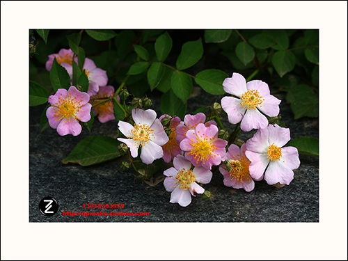 ★哈内姆勒Hahnemuhle photo rag308 艺术微喷Giclee 10英寸在类目 个性定制/设计服务/DIY, 照片冲印中 - 来自Buy2taobao.com提供专业的淘宝代购服务