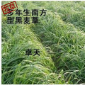 特价销售多年生南方型黑麦草种子,鸡鸭鱼鹅等专用牧草 特价15/斤
