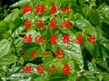 蚕/蚕宝宝 补品桑叶/小蚕/养蚕桑叶/特级桑叶/新鲜桑叶 现摘