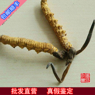  【张氏四川虫草】100%雪山野生四川冬虫夏草，菌香味，不苦才正宗