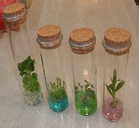 试管花卉/试管植物/手指花卉/迷你植物/办公室盆栽/桌面种植|ruв категории доставка цветов/цветок моделирования/растения садоводства, творческие мини - растений - от Buy2taobao.com для оказания профессиональной услуги покупки агента Taobao