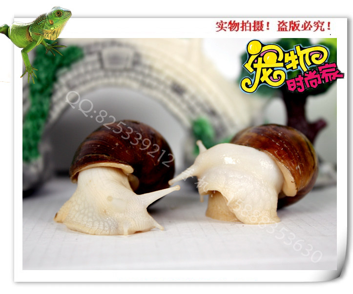 Extra large white jade snails (1) 6 pets boutique pet snail snail snail pet