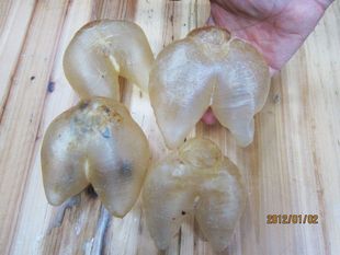 花胶 鸡泡鱼 海河豚鱼胶 补肾 治疗气管炎 遗尿