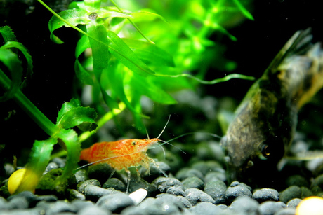 樱花虾(抱卵母虾),樱桃虾,玫瑰虾,草缸工具虾,除