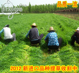 taobao english 14613986210