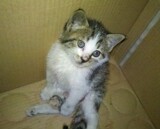 taobao english 14662894877
