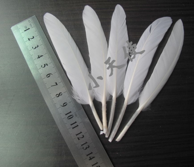 捉蟻蠶用鵝毛1元/1根養蠶工具在類目 寵物/寵物食品及用品, 爬蟲/鳴蟲及其用品, 蠶寶寶中 - 來自Buy2taobao.com提供專業的淘寶代購服務