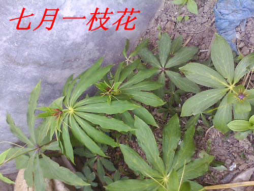 七月一枝花|一淘网优惠购|购就省钱