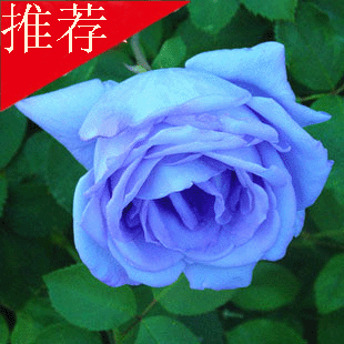 【meilidu】花卉种子蓝玫瑰