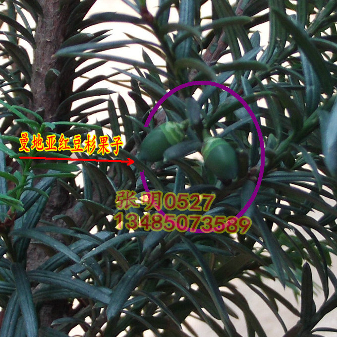 【惊天喜报】曼地亚红豆杉苗 盆栽带果子红豆