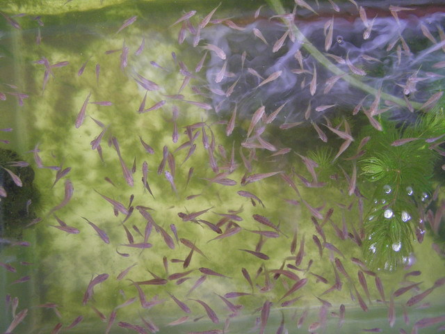 魔法鱼卵孵化杯 迷你小鱼缸 批发 正品 热带观赏