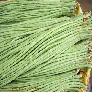  【京黔园】绿色食品优质蔬菜 豇豆 北京买菜当天送到家