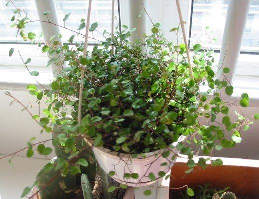 《中花园艺》喜气洋洋*灯笼花*(幸福的象征),盆