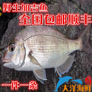 即食海参,刺参,辽参,大连参,野生参,高压参,30只包邮