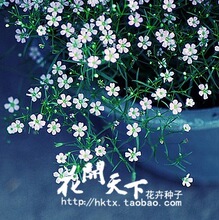 满天星种子2色入 多年生 阳台盆栽 花坛 花种子 花种花籽20粒