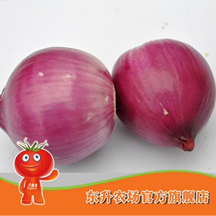  【东升农场】红洋葱_新鲜青菜_健康蔬菜洋葱 广州配送（500g）