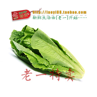  老一特卖 新鲜 蔬菜 生菜 罗马生菜 香料 5.50元500克