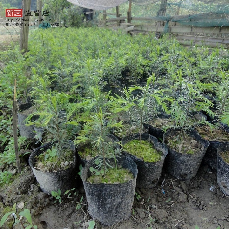 红豆杉树种子 红豆杉种子 紫杉 赤柏松 南方红豆杉种子 一斤包邮在类目 鲜花速递/花卉仿真/绿植园艺, 花卉/蔬果/草坪种子(新), 家庭园艺种子中 - 来自Buy2taobao.com提供专业的淘宝代购服务